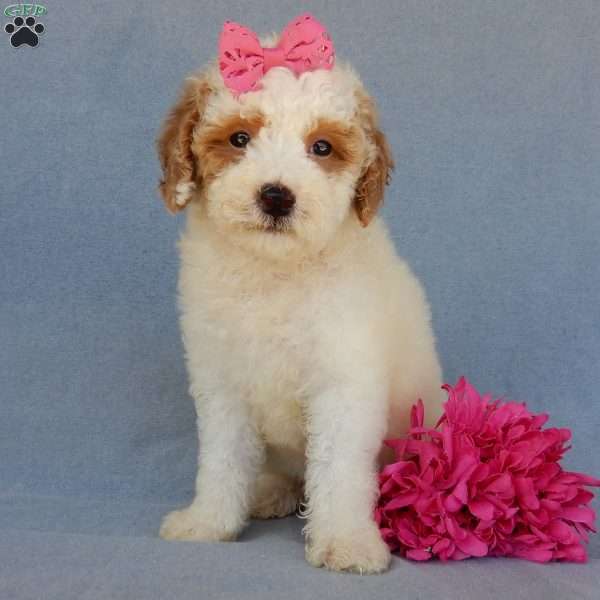 Emmy, Mini Goldendoodle Puppy